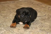 Licorice, a female English Bulldog for sale in Zionsville, IN – 1 of 5