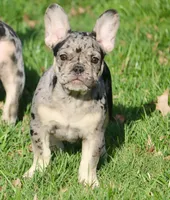 Cookie, a male French Bulldog for sale in Zionsville, IN – Photo 2 of 5