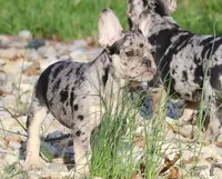Cookie, a male French Bulldog for sale in Zionsville, IN – Photo 3 of 5