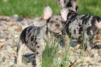Cookie, a male French Bulldog for sale in Zionsville, IN – Photo 1 of 5