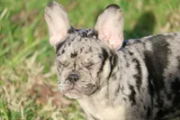 Cookie, a male French Bulldog for sale in Zionsville, IN – Photo 5 of 5