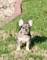 Cookie, a male French Bulldog for sale in Zionsville, IN – Photo 4 of 5