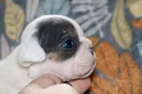 processed/8a90aff7-df5e-4772-b1ff-015898fdb3e3/listing/f13e8d1e-7ae2-4589-ab0e-b24328d5d9c2/3cc7f3de-042d-429d-a0f7-da997a1f9281