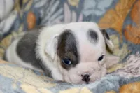 processed/8a90aff7-df5e-4772-b1ff-015898fdb3e3/listing/f13e8d1e-7ae2-4589-ab0e-b24328d5d9c2/9973c1df-ed02-475e-9f70-7dfe3bce88fa