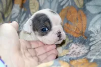 processed/8a90aff7-df5e-4772-b1ff-015898fdb3e3/listing/f13e8d1e-7ae2-4589-ab0e-b24328d5d9c2/b79fb514-9edb-409f-9af3-6dc2e51056ee