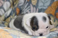 processed/8a90aff7-df5e-4772-b1ff-015898fdb3e3/listing/f13e8d1e-7ae2-4589-ab0e-b24328d5d9c2/e6615ee9-9db5-4ee3-8d83-8ad064bb0d2a