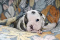 processed/8a90aff7-df5e-4772-b1ff-015898fdb3e3/listing/f13e8d1e-7ae2-4589-ab0e-b24328d5d9c2/f3d18d4b-5128-429d-b6b2-2d8f2f567d72