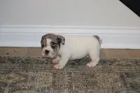 Hershey, a male English Bulldog for sale in Zionsville, IN – 7 of 9