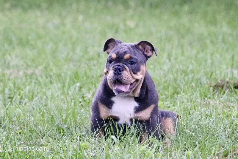Bingo  – English Bulldog puppy for sale in Zionsville, IN