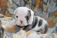 processed/8a90aff7-df5e-4772-b1ff-015898fdb3e3/listing/f9b079f5-fe01-4a9b-82ce-c3b33fdeb1b3/01538aac-0c37-48d1-98f6-48be01834abc