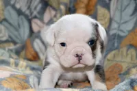 processed/8a90aff7-df5e-4772-b1ff-015898fdb3e3/listing/f9b079f5-fe01-4a9b-82ce-c3b33fdeb1b3/5f8c9c2a-7ad2-4dd7-b5c9-973c95804590