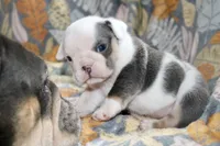 processed/8a90aff7-df5e-4772-b1ff-015898fdb3e3/listing/f9b079f5-fe01-4a9b-82ce-c3b33fdeb1b3/7813496f-d101-4371-9cac-1663202662b4