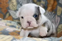 processed/8a90aff7-df5e-4772-b1ff-015898fdb3e3/listing/f9b079f5-fe01-4a9b-82ce-c3b33fdeb1b3/945fa517-a398-46f2-945f-c6269bf1ac1d