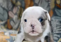 processed/8a90aff7-df5e-4772-b1ff-015898fdb3e3/listing/f9b079f5-fe01-4a9b-82ce-c3b33fdeb1b3/98b8873c-0b6e-4f3c-8a65-740c6d11119d