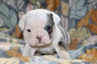 processed/8a90aff7-df5e-4772-b1ff-015898fdb3e3/listing/f9b079f5-fe01-4a9b-82ce-c3b33fdeb1b3/c9d8a716-aca1-4b73-93ac-fb245dbb50c8