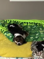 Princess, a female Basset Hound for sale in Adrian, MI – Photo 2 of 3