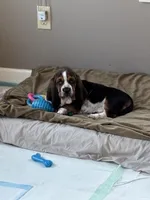 Princess, a female Basset Hound for sale in Adrian, MI – Photo 1 of 3