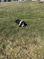 Gus, a male Basset Hound for sale in Adrian, MI – Photo 2 of 4