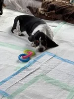 Gus, a male Basset Hound for sale in Adrian, MI – Photo 3 of 4