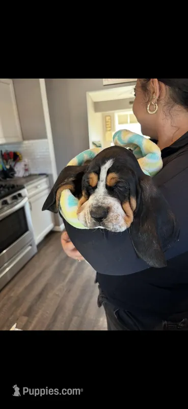 Gus – Basset Hound puppy for sale in Adrian, MI