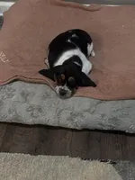 Flash, a male Basset Hound for sale in Adrian, MI – Photo 2 of 4