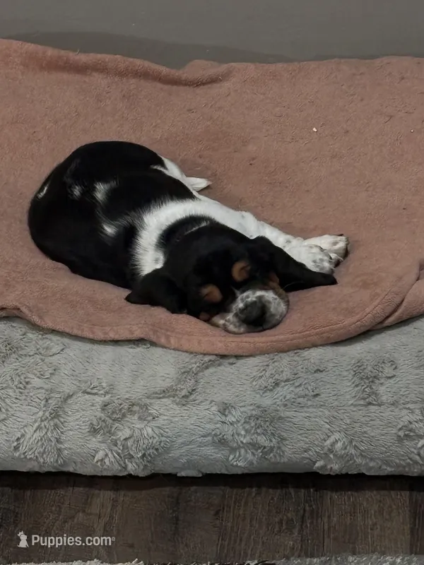 Flash – Basset Hound puppy for sale in Adrian, MI