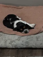 Flash, a male Basset Hound for sale in Adrian, MI – Photo 1 of 4