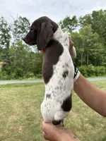 Girl 4, a female German Shorthaired Pointer for sale in Amherst, VA – 4 of 10