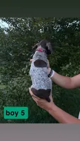 Boy 5, a male German Shorthaired Pointer for sale in Amherst, VA – 2 of 2