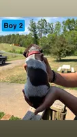 Boy 2, a male German Shorthaired Pointer for sale in Amherst, VA – 4 of 6