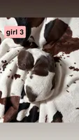 Girl 3, a female German Shorthaired Pointer for sale in Amherst, VA – 2 of 2