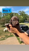 Boy 1, a male German Shorthaired Pointer for sale in Amherst, VA – 7 of 8