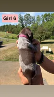 Girl 6, a female German Shorthaired Pointer for sale in Amherst, VA – 2 of 6