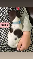 Girl 2, a female German Shorthaired Pointer for sale in Amherst, VA – 2 of 6