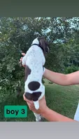 Boy 3, a male German Shorthaired Pointer for sale in Amherst, VA – 2 of 2