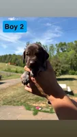 Boy 2, a male German Shorthaired Pointer for sale in Amherst, VA – 3 of 6