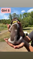 Girl 5, a female German Shorthaired Pointer for sale in Amherst, VA – 5 of 7