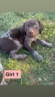 Girl 1, a female German Shorthaired Pointer for sale in Amherst, VA – 3 of 9