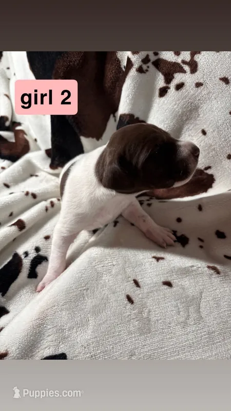 Girl 2 – German Shorthaired Pointer puppy for sale in Amherst, VA