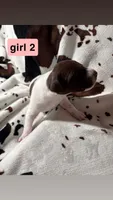 Girl 2, a female German Shorthaired Pointer for sale in Amherst, VA – 1 of 2