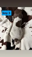 Boy 3, a male German Shorthaired Pointer for sale in Amherst, VA – 2 of 2
