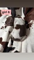 Girl 6, a female German Shorthaired Pointer for sale in Amherst, VA – 2 of 2
