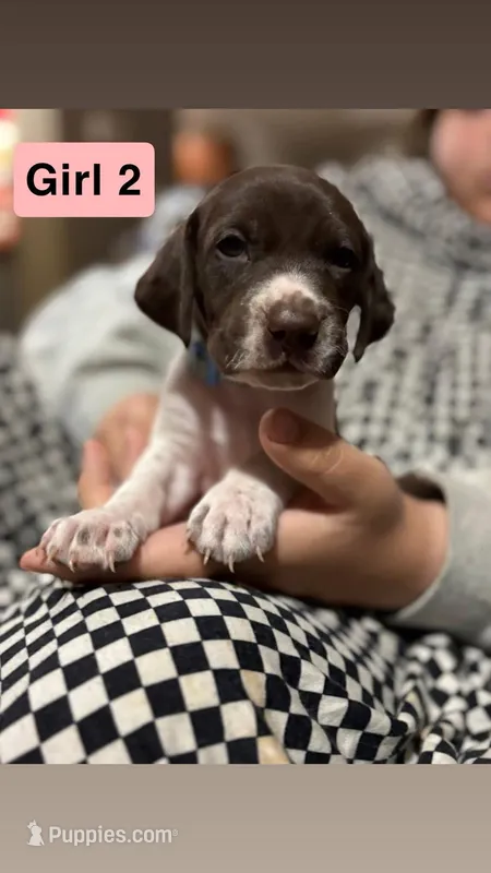 Girl 2 – German Shorthaired Pointer puppy for sale in Amherst, VA
