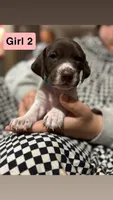 Girl 2, a female German Shorthaired Pointer for sale in Amherst, VA – 1 of 6