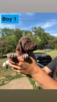 Boy 1, a male German Shorthaired Pointer for sale in Amherst, VA – 6 of 8