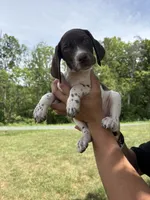 Girl 4, a female German Shorthaired Pointer for sale in Amherst, VA – 3 of 10