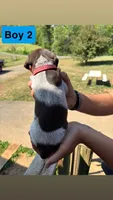 Boy 2, a male German Shorthaired Pointer for sale in Amherst, VA – 2 of 6