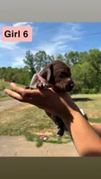 Girl 6, a female German Shorthaired Pointer for sale in Amherst, VA – 3 of 6