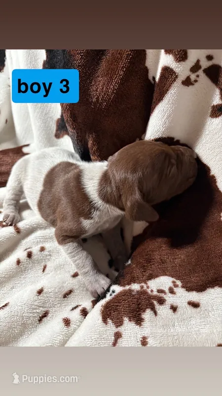 Boy 3 – German Shorthaired Pointer puppy for sale in Amherst, VA