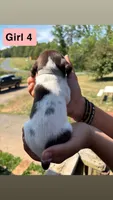 Girl 4, a female German Shorthaired Pointer for sale in Amherst, VA – 10 of 10
